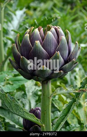 Einzelne große violette/grüne Globe Artischocke (Cynara Scolymus), die im Gemüsegarten im RHS Garden Harlow Carr, Harrogate, Yorkshire, England angebaut wird. Stockfoto