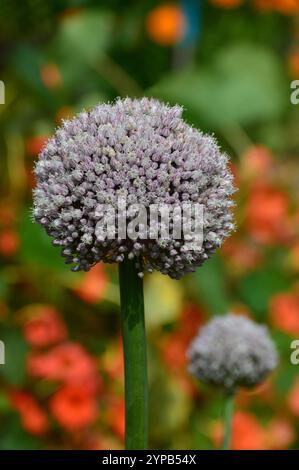 Allium Cepa (Aggregatum Group) „Red Sun“ Shallot Onion Seed Head wurde im Gemüsegarten bei RHS Garden Harlow Carr, Harrogate, Yorkshire angebaut. UK. Stockfoto