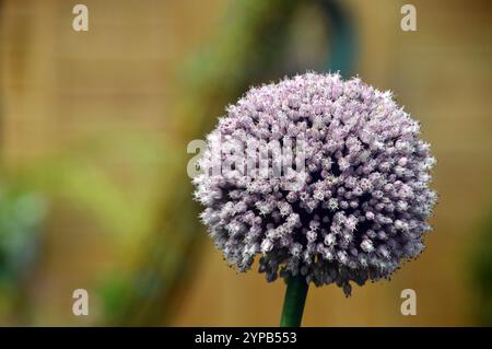 Allium Cepa (Aggregatum Group) „Red Sun“ Shallot Onion Seed Head wurde im Gemüsegarten bei RHS Garden Harlow Carr, Harrogate, Yorkshire angebaut. UK. Stockfoto