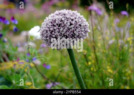 Allium Cepa (Aggregatum Group) „Red Sun“ Shallot Onion Seed Head wurde im Gemüsegarten bei RHS Garden Harlow Carr, Harrogate, Yorkshire angebaut. UK. Stockfoto