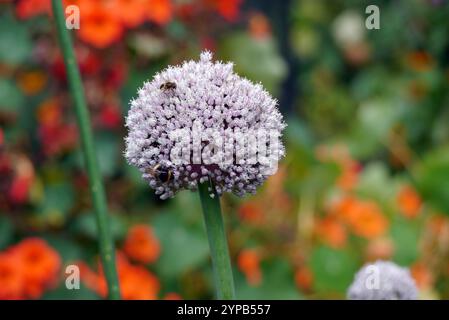 Allium Cepa (Aggregatum Group) „Red Sun“ Shallot Onion Seed Head wurde im Gemüsegarten bei RHS Garden Harlow Carr, Harrogate, Yorkshire angebaut. UK. Stockfoto