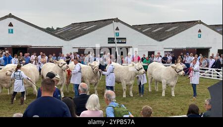 Leute, die Aktien beobachten, werden bei der Great Yorkshire Show in Harrogate, North Yorkshire, Nordengland, Großbritannien bewertet Stockfoto