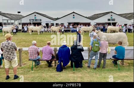 Leute, die Aktien beobachten, werden bei der Great Yorkshire Show in Harrogate, North Yorkshire, Nordengland, Großbritannien bewertet Stockfoto