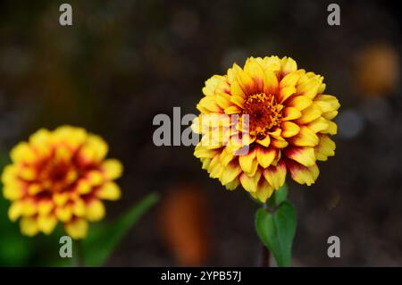 Ein Paar gelbe Zinnia Haageana Regel „Mexican Zinnia“ Daisy-ähnliche Blumen, die in den Borders im RHS Garden Harlow Carr, Harrogate, Yorkshire, England angebaut werden. Stockfoto