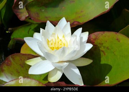 Single Single Single Single White Waterlily (Nymphaea alba) im Teaching Garden Pond im RHS Garden Harlow Carr, Harrogate, Yorkshire, England, Großbritannien. Stockfoto