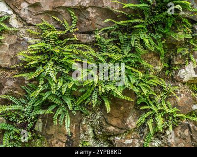 Eine lebhafte Darstellung grüner Farne, die über eine rustikale Steinmauer kaskadieren und die Schönheit des natürlichen Wachstums und der Widerstandsfähigkeit im Freien zeigen. Stockfoto