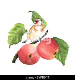 Ein Vogel, der auf einem Apfelbaumzweig sitzt. Roter Apfel, grüne Blätter, ein Goldfink. Gartenclipart. Handgezeichnete Aquarellillustration. Stockfoto