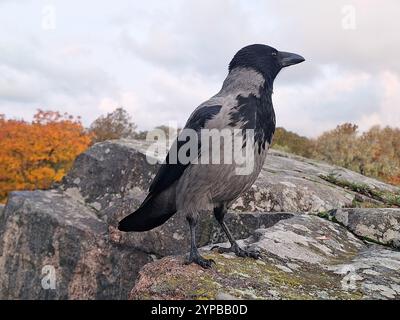Wunderschöne und aufmerksame Kapuzenkrähe Corvus cornix, die an einem bewölkten Herbsttag auf einem Felsen thront. Stockfoto