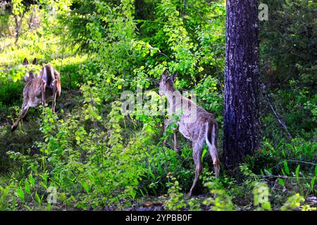 Zwei Weißschwanzhirsche, Odocoileus virginianus, laufen an einem Tag im Frühsommer in den Wald. Stockfoto