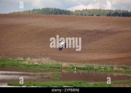 Weißstörche (Ciconia ciconia) fliegen während der Erntezeit in Polen über gepflügte Felder Stockfoto