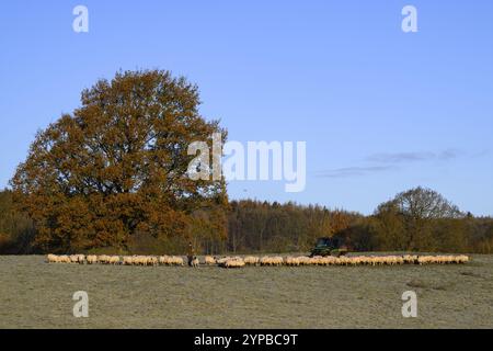 Hungrige Schafe stehen in langer Schlange, Seite an Seite auf dem Feld, versammeln sich am kalten, frostigen Herbsttag (Rückansicht) - North Yorkshire, England, Vereinigtes Königreich. Stockfoto