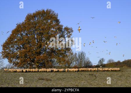 Hungrige Schafe stehen in langer Schlange, Seite an Seite auf dem Feld, versammeln sich am kalten, frostigen Herbsttag (Rückansicht) - North Yorkshire, England, Vereinigtes Königreich. Stockfoto