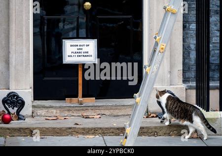 London, Großbritannien. November 2024. Larry the Downing Street Cat und Chief Mouser beim Kabinettsbüro gehen korrekt davon aus, dass das Schild, das die vorübergehende Schließung der Tür zur Downing Street 10 ankündigt, während der Weihnachtsbaum geschmückt ist, nicht für ihn gilt. Quelle: Phil Robinson/Alamy Live News Stockfoto