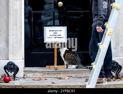 London, Großbritannien. November 2024. Larry the Downing Street Cat und Chief Mouser beim Kabinettsbüro gehen korrekt davon aus, dass das Schild, das die vorübergehende Schließung der Tür zur Downing Street 10 ankündigt, während der Weihnachtsbaum geschmückt ist, nicht für ihn gilt. Quelle: Phil Robinson/Alamy Live News Stockfoto