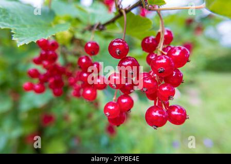 Rote Johannisbeeren. Bündel reifer saftiger Beeren auf dem Zweig der Pflanze Stockfoto