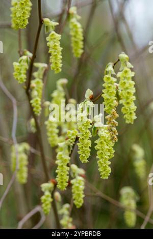 Corylopsis sinensis var. Sinensis, chinesischer Winterhazel, gelbe Blüten im Frühling Stockfoto