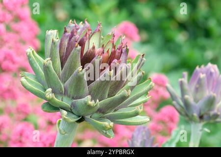 Cynara cardunkulus, Kardoon, stachelige Artischocke, Globus Artischocke, Knospe im Frühling Stockfoto