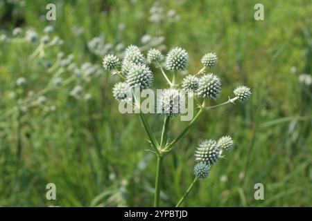 Rattlesnake Master Clusters in Miami Woods in Morton Grove, Illinois Stockfoto