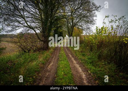 Doppelter Feldweg mit Gras in der Mitte, der im Herbst durch Bäume und Büsche führt Stockfoto