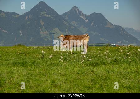 Kühe auf einer Wiese weiden. Kuhherde. Kuhherde weidet auf dem Bauernhof. Milchkuhherde auf der Wiese. Kuhzucht. Ländliche Landschaft mit Kühen. Kühe auf Gras Stockfoto