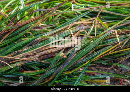 Nahaufnahme von Algen oder Seegräsern mit losem Sand zwischen den Grashalmen an einem Strand bei Ebbe. Stockfoto