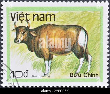 Gestempelte Briefmarke, gedruckt von Vietnam, die Banteng (Bos Banteng) zeigt, um 1988. Stockfoto