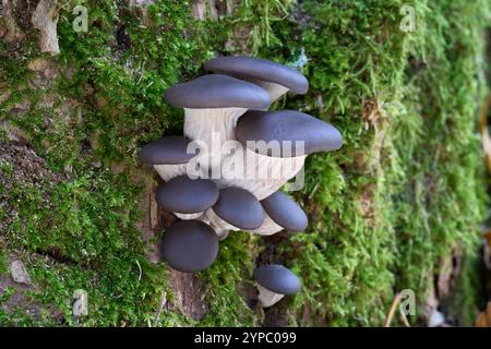 Pleurotus ostreatus-Pilz an der Eiche. Bekannt als Austernpilz. Haufen von Speisepilzen im Laubwald. Stockfoto