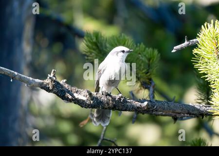 Nahaufnahme eines Canada jay (Perisoreus canadensis), auch bekannt als Grey jay, Grey jay, Camp Räuber oder Whisky Jack Stockfoto