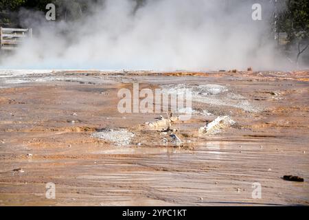 Eine aktive Geysirquelle mit einem periodischen Abfluss von Wasser, das turbulent und mit Dampf begleitet wird, im Yellowstone-Nationalpark, USA Stockfoto