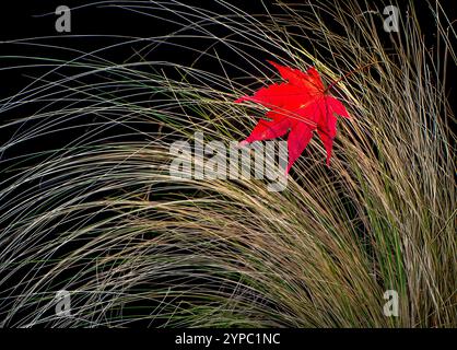 Blatt des japanischen Ahornbaums (Acer palmatum), das im Herbst in einem Garten in Zentral-Virginia auf einen Klumpen getrockneter Gräser gefallen ist. Stockfoto