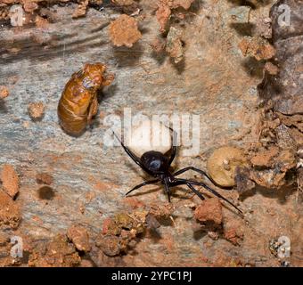 Versteck der weiblichen südlichen schwarzen Witwenspinne (Latrodectus mactans) auf der Unterseite eines flachen Felsens. Spider bewacht ihren Eiersack. Eine gelähmte Periodi Stockfoto