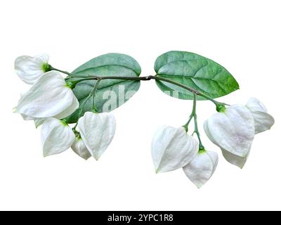 Isolierte Clerodendrum thomsoniae, auch bekannt als Blutende Herzrebe, mit zarten weißen Blüten und weichen grünen Blättern auf weißem Hintergrund Stockfoto