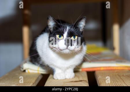 Eine schwarz-weiße Katze mit auffälligen gelben Augen sitzt bequem auf einem rustikalen Holztisch und genießt die Umgebung Stockfoto