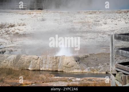 Eine aktive Geysirquelle mit einem periodischen Abfluss von Wasser, das turbulent und mit Dampf begleitet wird, im Yellowstone-Nationalpark, USA Stockfoto