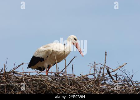 Weißstorch mit dem wissenschaftlichen Namen (Ciconia ciconia). Ein Storch, der auf seinem Nest sitzt. Stockfoto