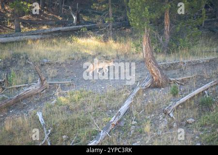 Wilder Kojote (Canis latrans), auch bekannt als amerikanischer Schakal, Präriewolf oder Pinselwolf, der unter hohen Herbstgräsern Beute sucht, Wyoming USA Stockfoto