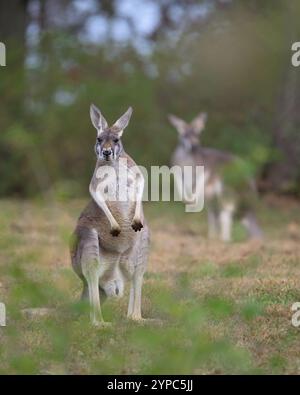 Kurioses rotes Känguru (Macropus rufus) Ganzkörperporträt auf grasbewachsenem Gebiet vor dem Wald mit verschwommenem Känguru im Hintergrund Stockfoto