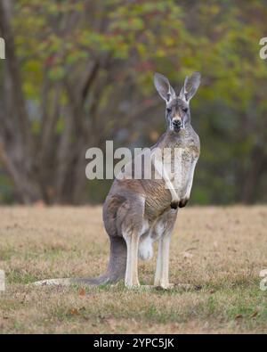 Rotes Känguru (Macropus rufus) Ganzkörperporträt auf Grasfläche vor dem Wald Stockfoto
