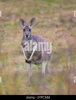 Rotes Känguru (Macropus rufus) joey Ganzkörperporträt auf Graswiesen Stockfoto