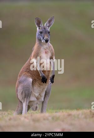 Erwachsener männlicher roter Känguru (Macropus rufus) Ganzkörperporträt stehend Stockfoto