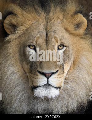 Männlicher afrikanischer Löwe Nahaufnahme Porträt Stockfoto