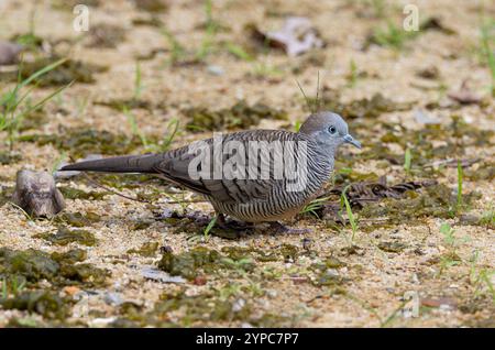 Zebrataube (Geopelia striata) in Gardens by the Bay, Singapur Stockfoto