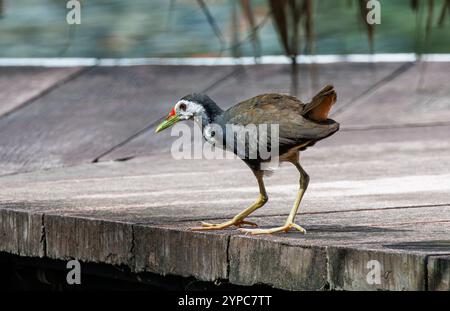 Amaurornis phoenicurus (Amaurornis phoenicurus) in Gardens by the Bay, Singapur Stockfoto