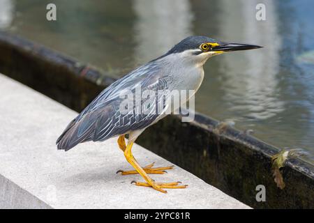 Streifenreiher (Butorides striata) in Gardens by the Bay, Singapur Stockfoto