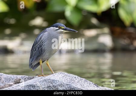 Streifenreiher (Butorides striata) in Gardens by the Bay, Singapur Stockfoto