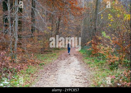 Joggingfrau mittleren Alters in den Wäldern von Oud-Heverlee, Leuven, Belgien, 23. November 2024 Stockfoto
