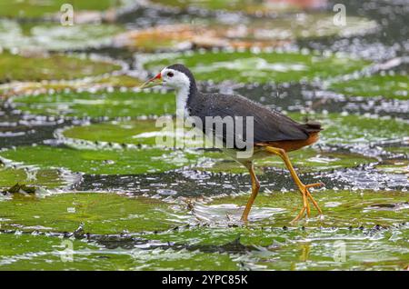 Amaurornis phoenicurus (Amaurornis phoenicurus) in Gardens by the Bay, Singapur Stockfoto