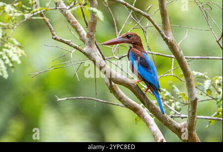 weißkehlenvogel (Halcyon smyrnensis), Gardens by the Bay, Singapur Stockfoto