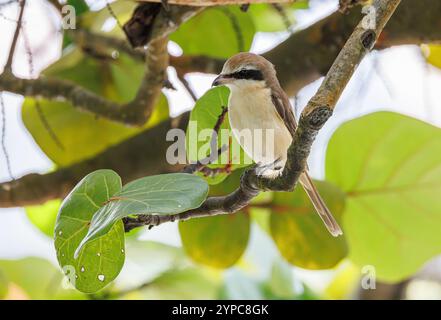 Brown Shrike (Lanius cristatus) in Gardens by the Bay, Singapur Stockfoto