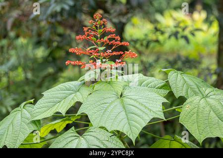 Blühende Pagode (Clerodendrum paniculatum) bei Gerdens bei der Bucht, Simgapore Stockfoto